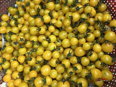 奮進的春天|禮泉縣 打造精品高端果業產區，品牌化種植推動產業轉型升級